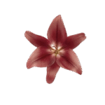 red flower